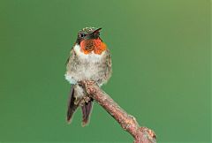 Ruby-throated Hummingbird