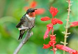 Ruby-throated Hummingbirdborder=