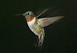 Ruby-throated Hummingbird