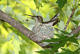 Ruby-throated Hummingbirdborder=