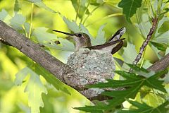 Ruby-throated Hummingbird