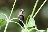 Ruby-topaz Hummingbird