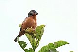 Ruddy-breasted Seedeater