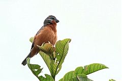 Ruddy-breasted Seedeater
