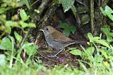 Ruddy-capped Nightingale-Thrush