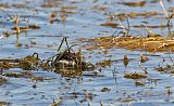 Ruddy Duck