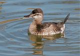 Ruddy Duck