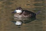 Ruddy Duck