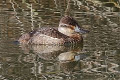 Ruddy Duck