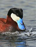 Ruddy Duck