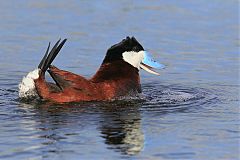 Ruddy Duck