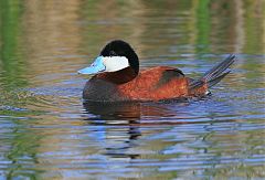 Ruddy Duck