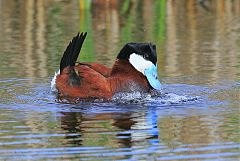 Ruddy Duck