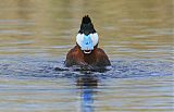 Ruddy Duck