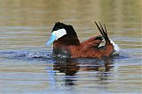 Ruddy Duck