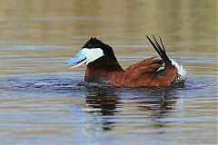 Ruddy Duck