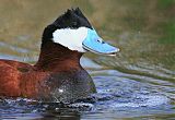 Ruddy Duck