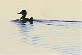 Ruddy Duck