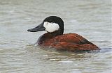 Ruddy Duck