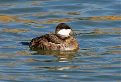 Ruddy Duck