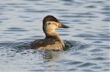 Ruddy Duck