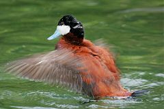 Ruddy Duck