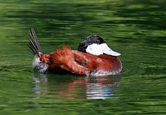 Ruddy Duck