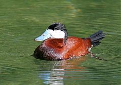 Ruddy Duck