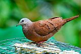 Ruddy Ground Dove