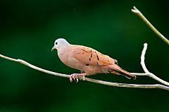 Ruddy Ground Dove