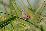 Ruddy Ground Dove