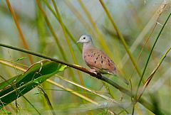 Ruddy Ground Dove