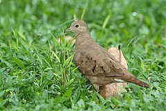 Ruddy Ground Dove