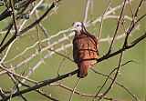 Ruddy Ground Dove