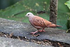 Ruddy Ground Dove