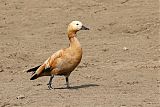 Ruddy Shelduckborder=