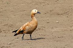 Ruddy Shelduck