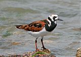 Ruddy Turnstone