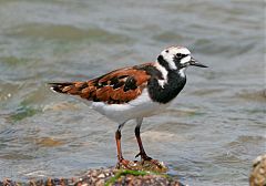 Ruddy Turnstone