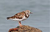 Ruddy Turnstone