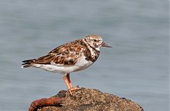 Ruddy Turnstone