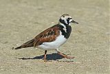 Ruddy Turnstone