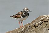 Ruddy Turnstone