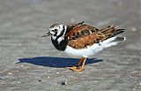 Ruddy Turnstone