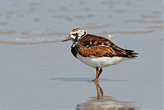 Ruddy Turnstone