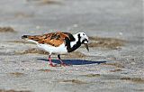 Ruddy Turnstone