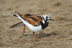 Ruddy Turnstone