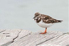 Ruddy Turnstone