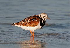 Ruddy Turnstone