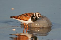 Ruddy Turnstone